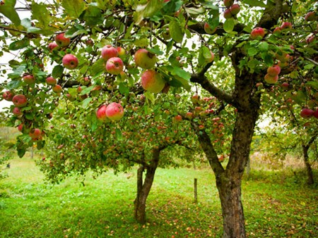 هر چه درباره میوه سیب میخواهید بدانید