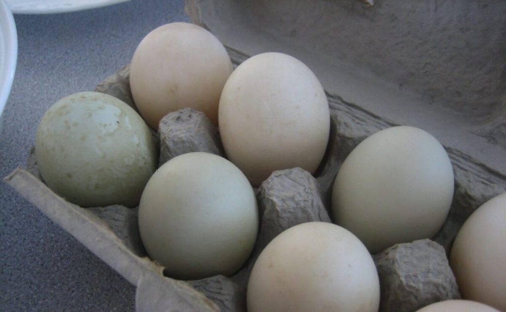 خطرات خوردن تخم مرغ فاسد شده