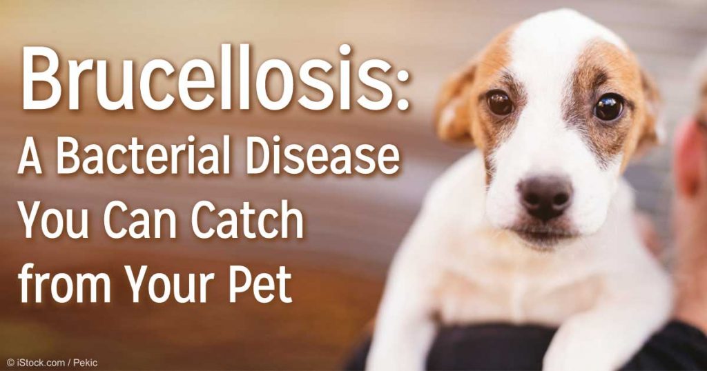 بیماری هایی که از حیوانات خانگی منتقل می شوند