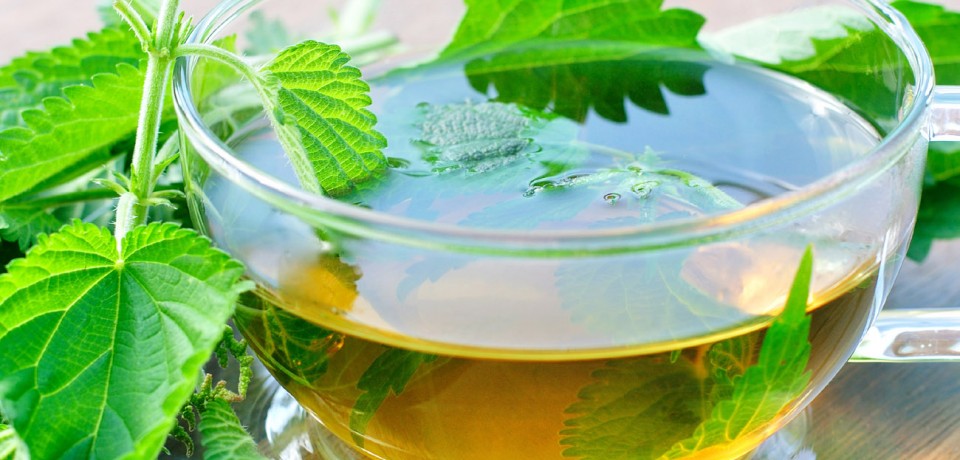 اطلاعاتی در مورد چای گزنه و فواید آن برای سلامت بدن و پوست و مو